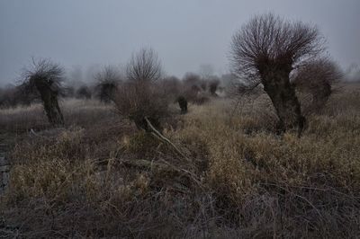 Bare trees on field against sky