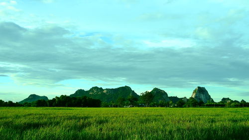 Scenic view of agricultural field against sky