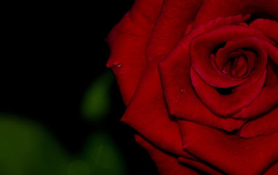 Close-up of red rose