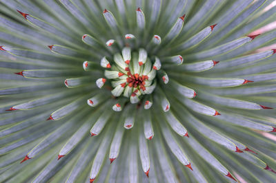 Full frame shot of plant