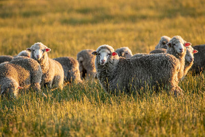 Sheep on grassy field