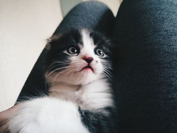 Close-up portrait of cat at home