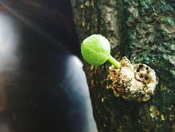 Close-up of mushrooms growing on tree trunk