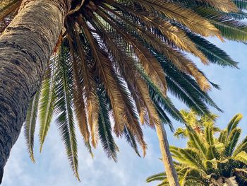 Low angle view of palm tree against sky