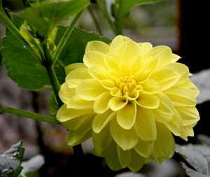 Close-up of yellow flower blooming outdoors