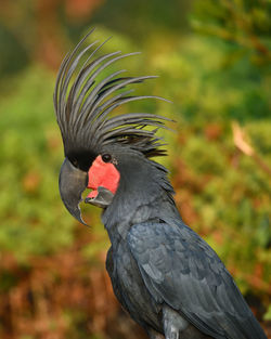 A beautiful palm cockatoo