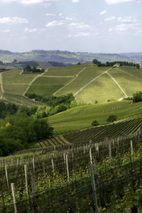 Scenic view of vineyard against sky