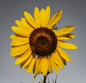 Close-up of sunflower