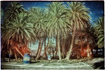 View of palm trees against blue sky