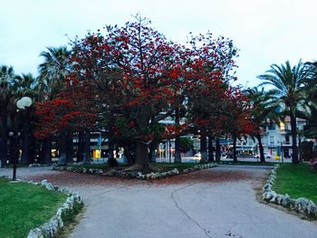 Road with trees in background