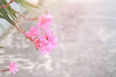 Close-up of pink cherry blossoms