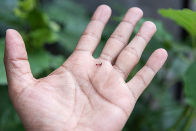 Cropped hand showing dead mosquito