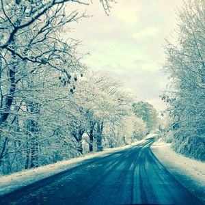 Road passing through forest