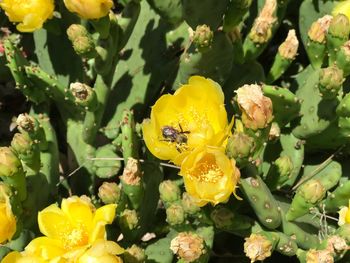 Close-up of bee on yellow flowers