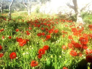 Close-up of red tulips blooming in field