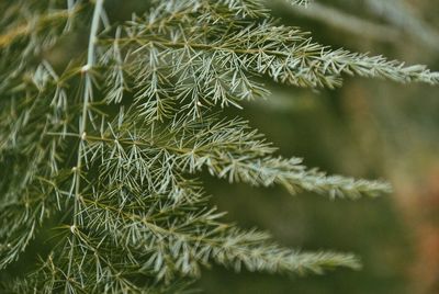 Close-up of pine tree