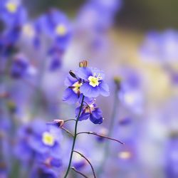 Close-up of purple flowers