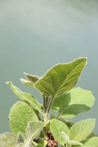 Close-up of green leaves