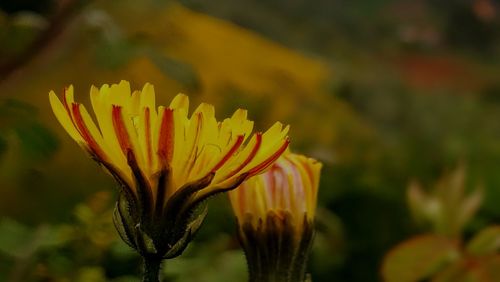 Close-up of yellow flowering plant