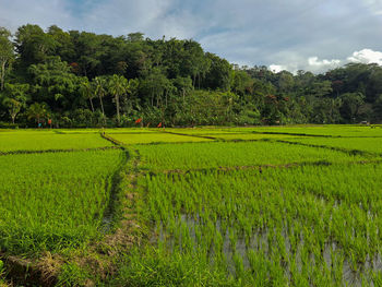 Scenic view of agricultural field against sky