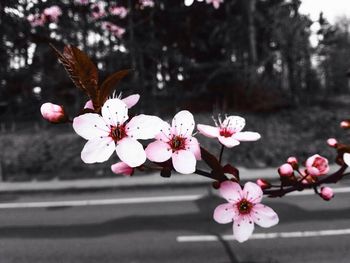 Pink flowers blooming on tree