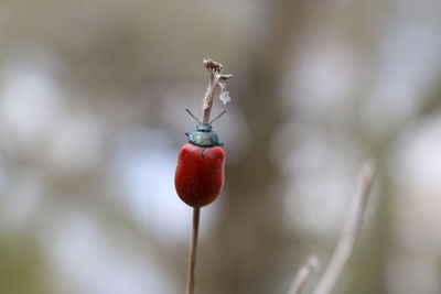 Close-up of red berries on plant