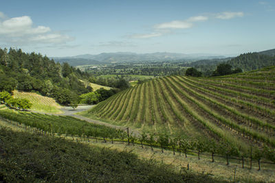 Scenic view of agricultural field against sky