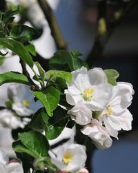 Close-up of white flowers