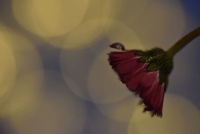 Close-up of red flower