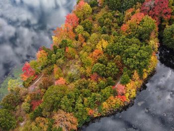 High angle view of trees by plants during autumn