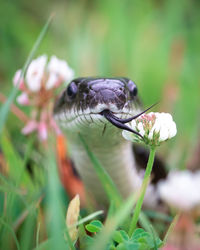 Close-up of an eastern rat snake in the grass. 