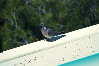 Seagull perching on railing