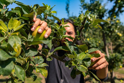 Fruits growing on plant