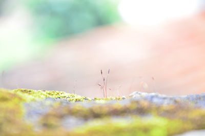 Close-up of moss growing on land