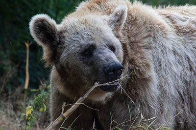 Close-up of bear