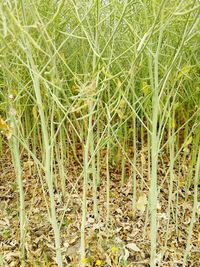 High angle view of bamboo on field