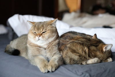 Cat resting on bed