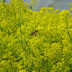 Close-up of bee on yellow flower