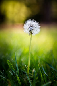 Close-up of dandelion against blurred landscape