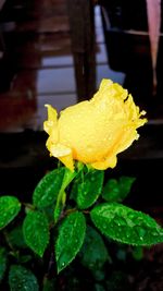 Close-up of wet yellow flower