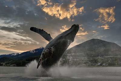 Fountain of humpback whale breaching in juneau alaska