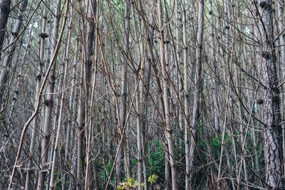 Full frame shot of bamboo trees in forest