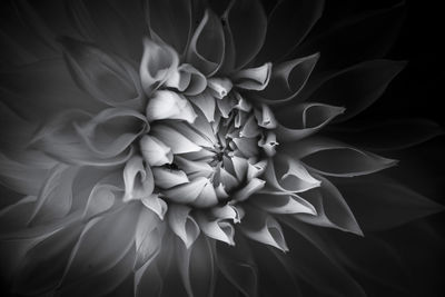 Close-up of white dahlia on plant