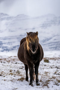 Portrait of horse standing on snow covered land