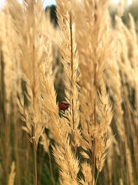 Close-up of stalks in wheat field