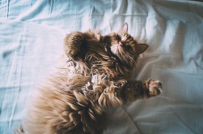 Cat sleeping on bed