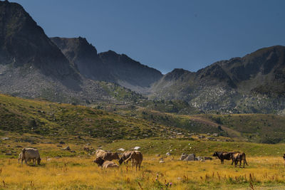 Sheep in a field