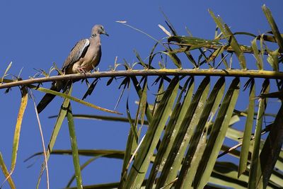 Low angle view of bird perching on branch against blue sky