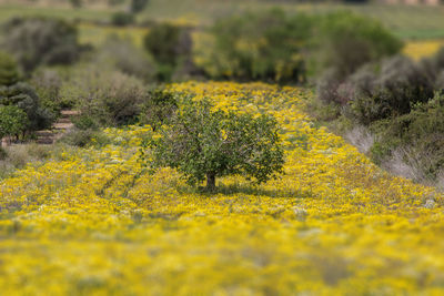 Close-up of yellow flowers growing in field