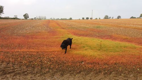 Horse walking on field against sky during autumn